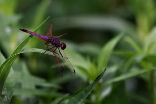 Trithemis annulata